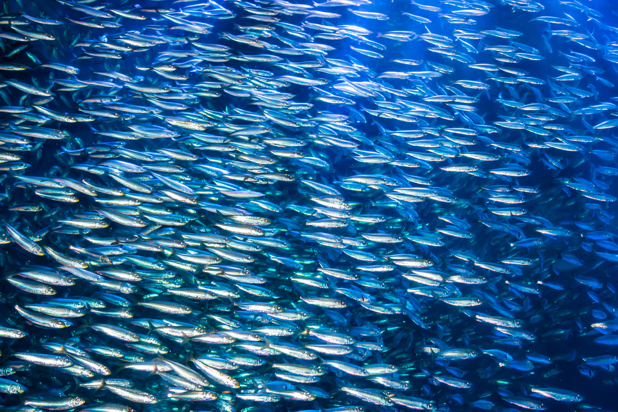 Can animals predict El Nino?